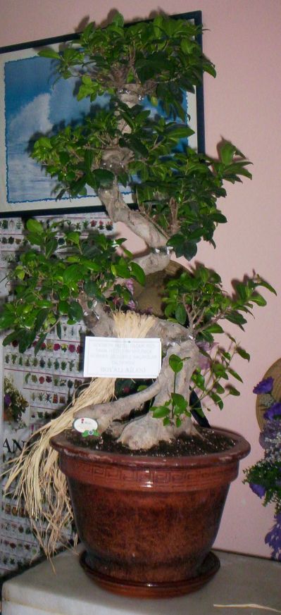 Byk boy bonsai